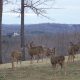 Oh, Deer! I Can’t Lose Weight.